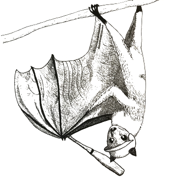 drawing of a bat at bat