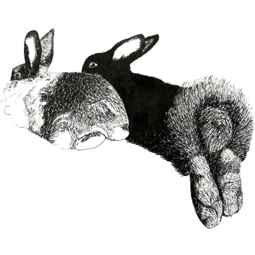 drawing of two bunnies